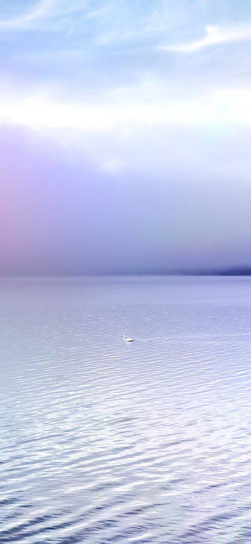 Serene Swan Lake Wallpaper
