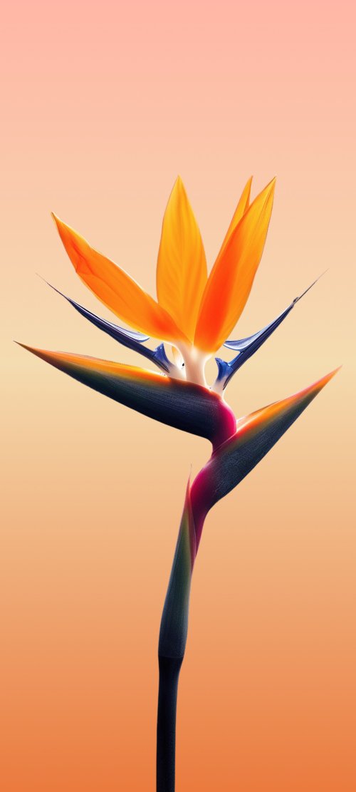 Bird of Paradise Bloom
