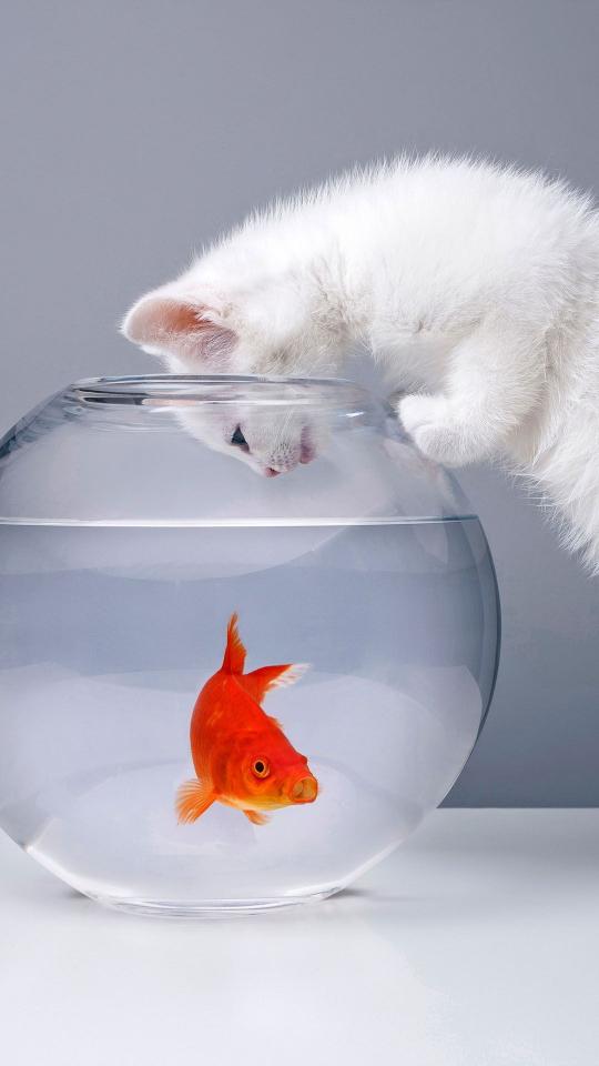 Curious Kitten Meets Goldfish - asus Wallpaper