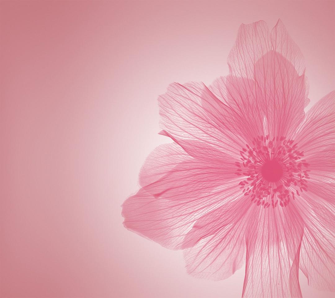 Delicate Pink Petals - Related StockWalls wallpaper