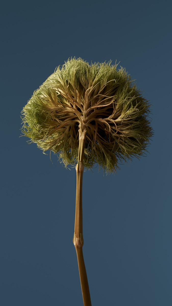 Dried Seed Head - xiaomi Wallpaper