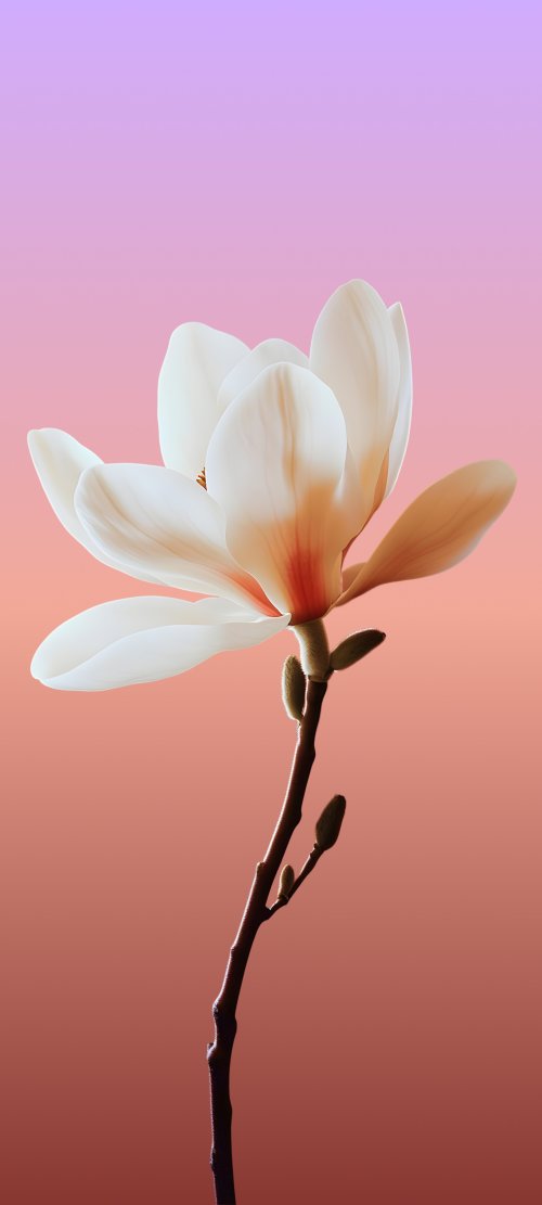 Elegant Magnolia Bloom