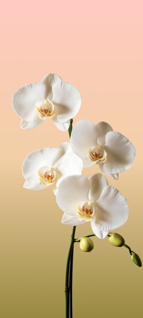 Elegant White Orchid Blooms
