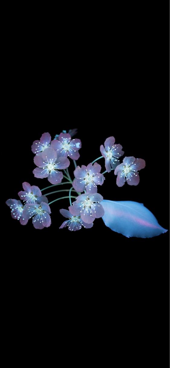 Ethereal Bloom on Black - Related OpersCraft wallpaper