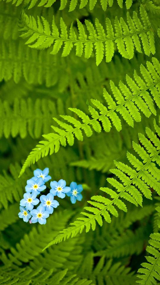 Ferns and Forget-Me-Nots