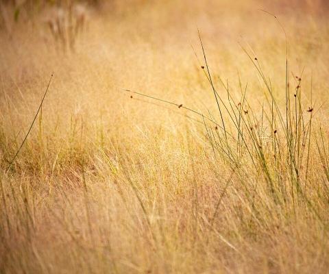 Golden Field Grass - Related OpersCraft wallpaper