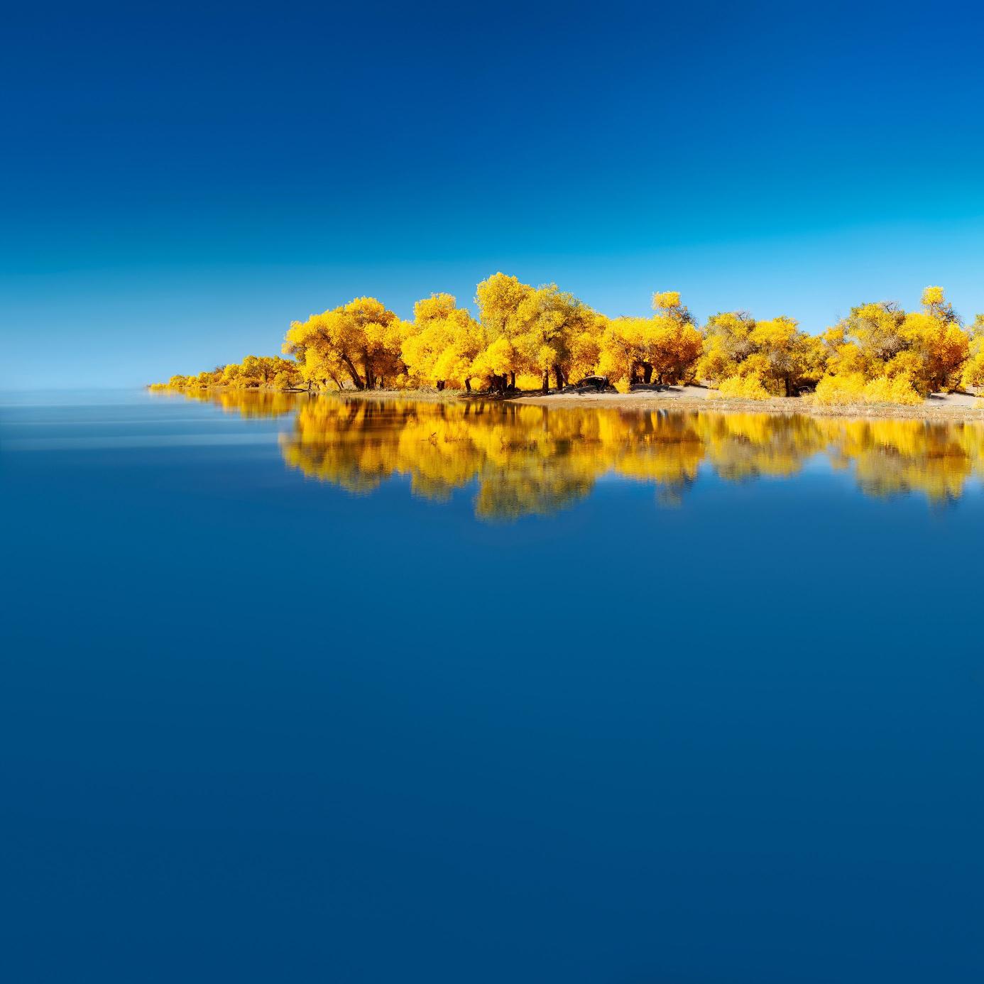 Golden Trees Reflection - Related StockWalls wallpaper