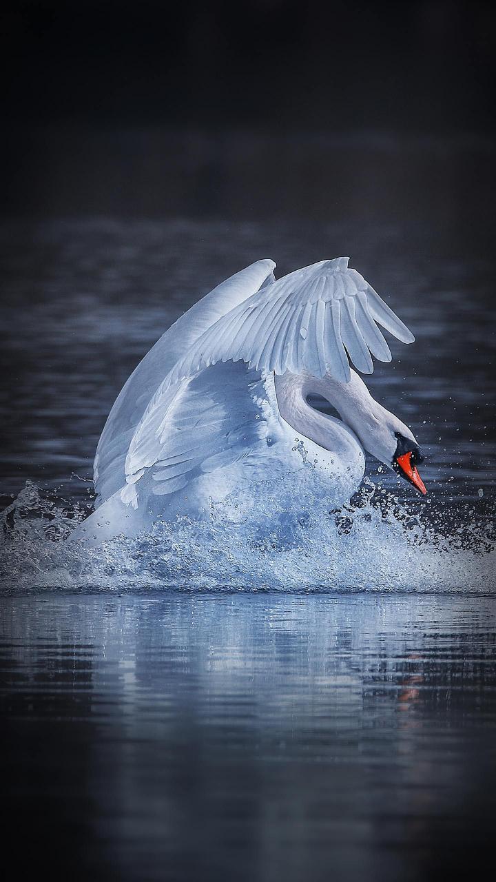 Graceful Swan Landing - xiaomi Wallpaper