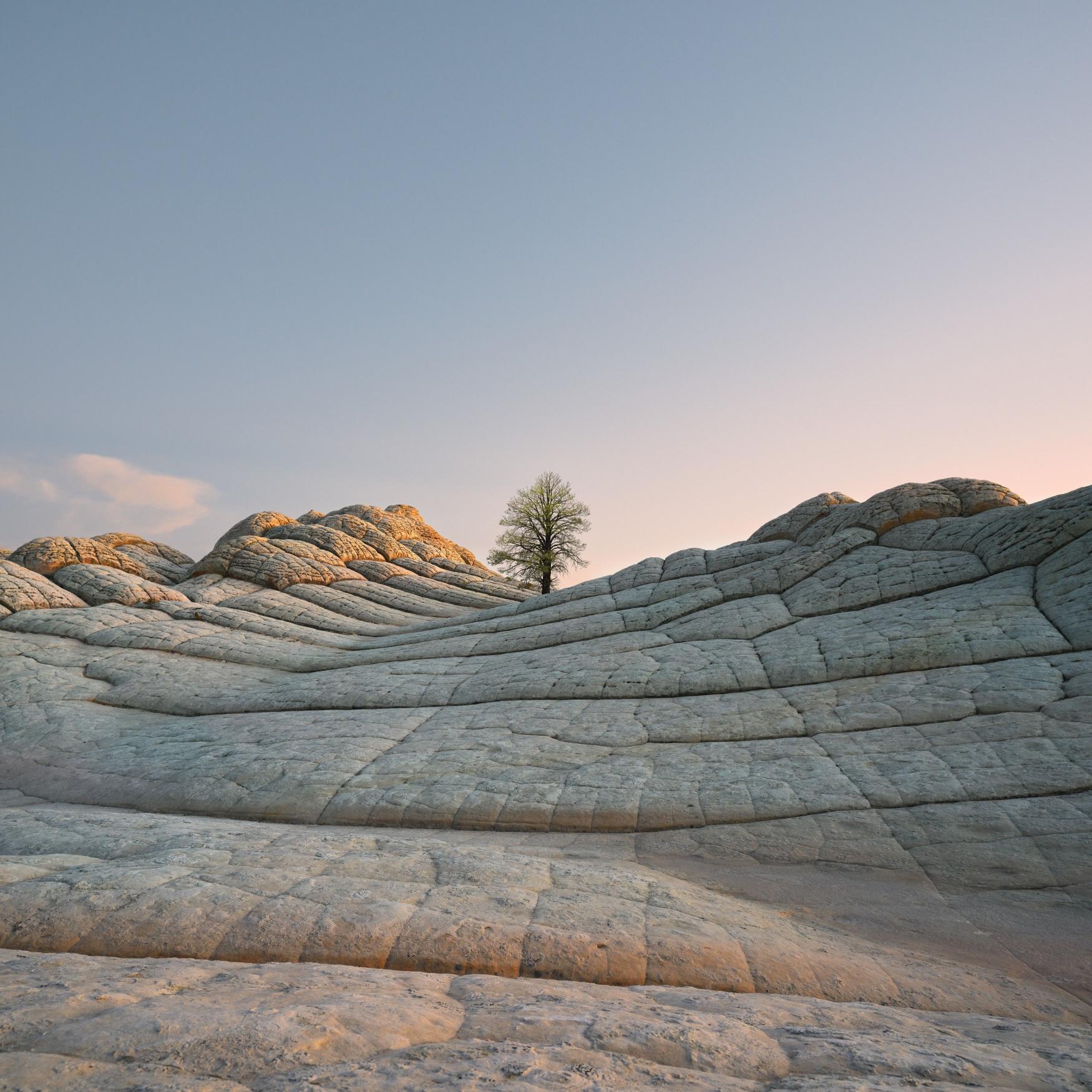 Lone Tree, Sculpted Landscape - Related StockWalls wallpaper