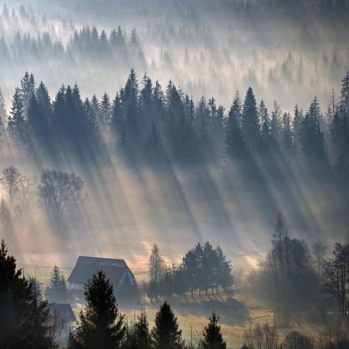Misty Forest Sunrise - asus Wallpaper