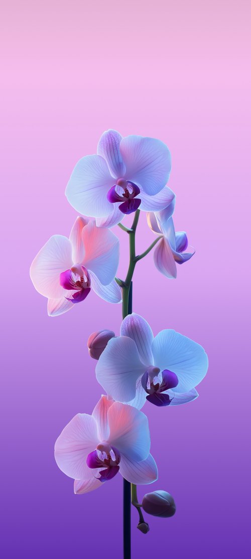Orchid Bloom Wallpaper