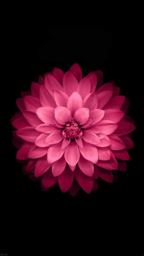 Pink Dahlia Bloom - Related OpersCraft wallpaper