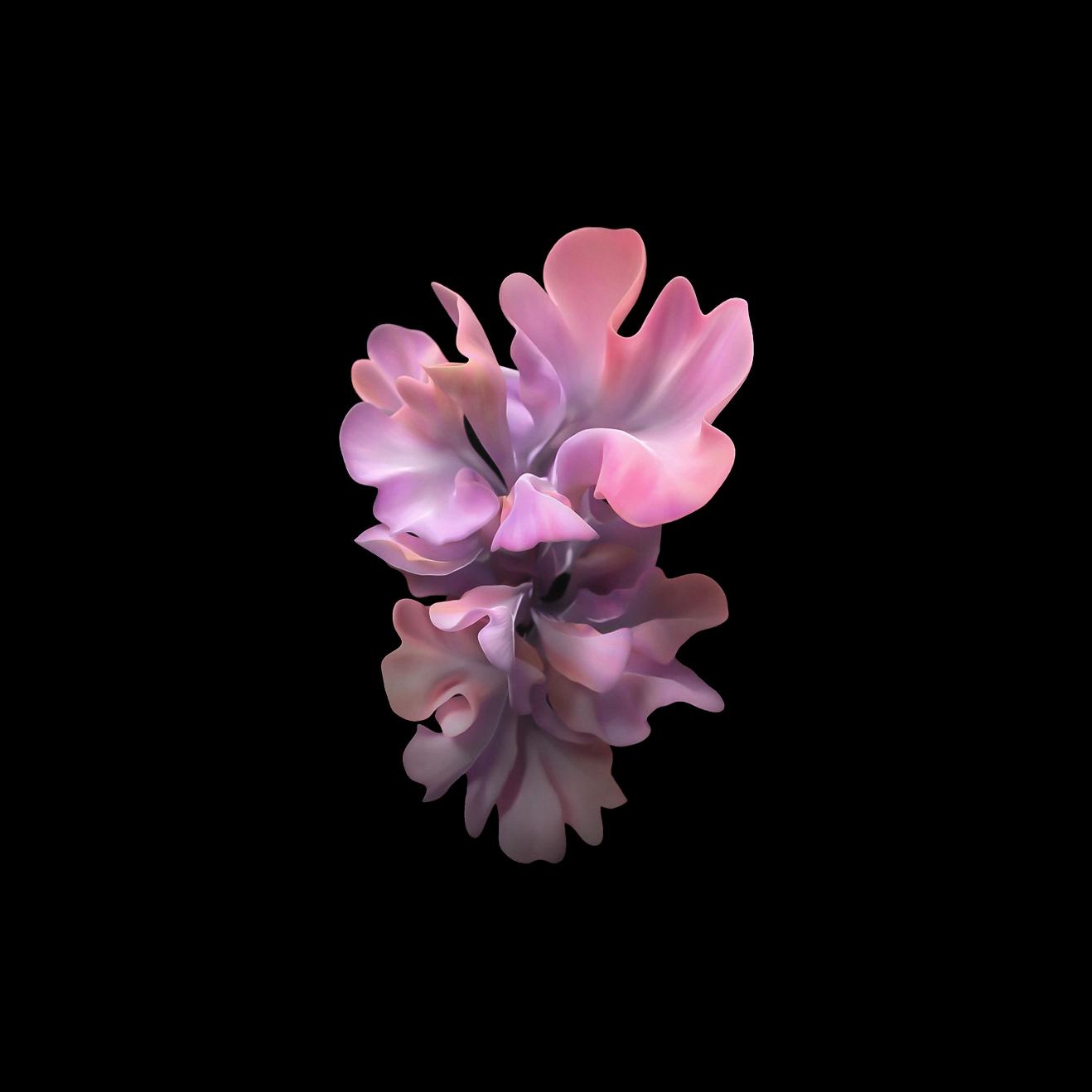 Pink Petal Bloom - Related StockWalls wallpaper