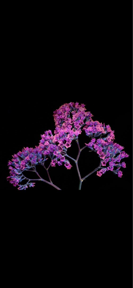 Purple Floral Branches - Related StockWalls wallpaper