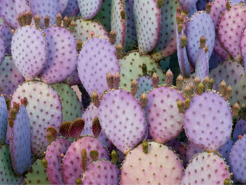 Purple Prickly Pear Cactus - Related StockWalls wallpaper