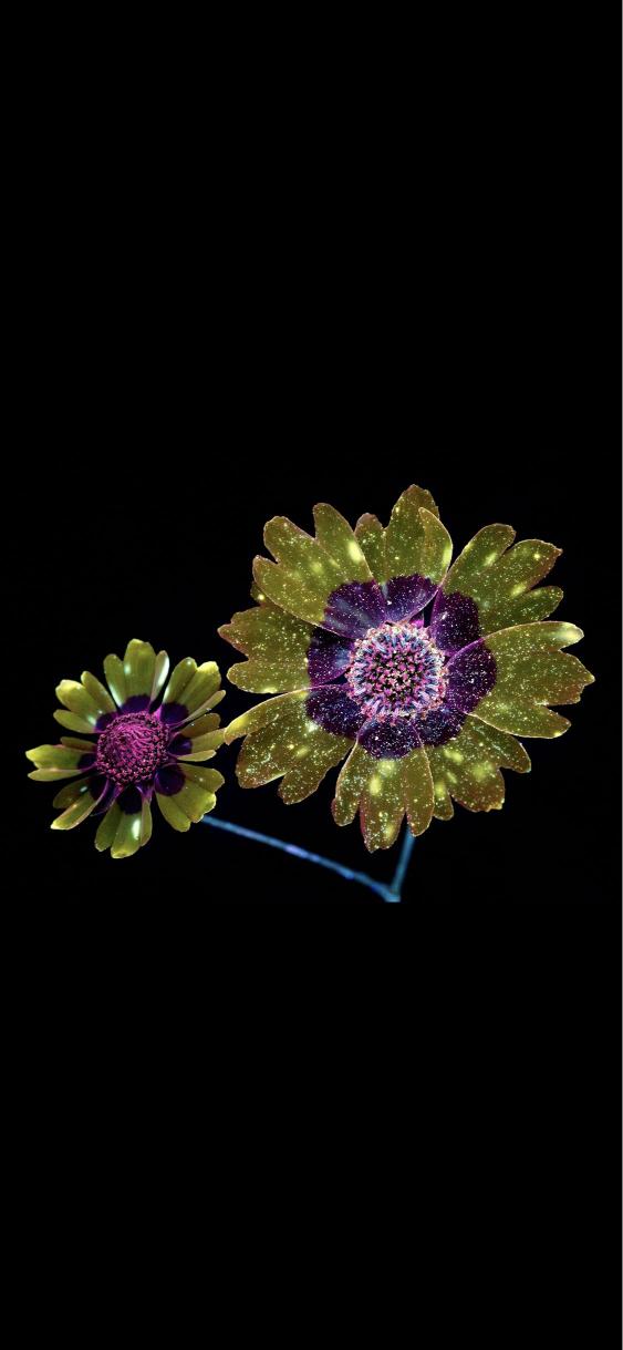 Sparkling Galaxy Flowers - apple Wallpaper