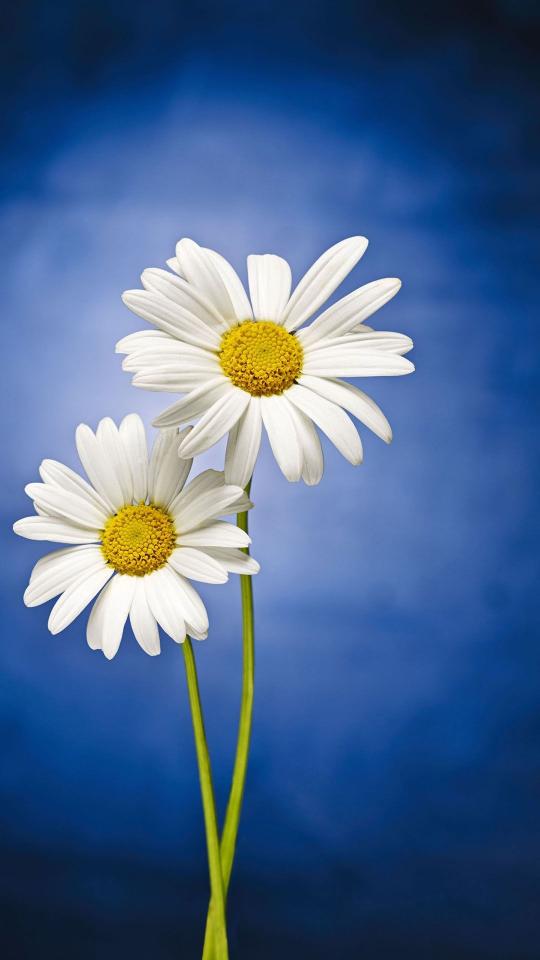 Two White Daisies - Related OpersCraft wallpaper