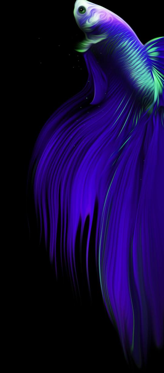 Vibrant Betta Fish Flow - infinix Wallpaper