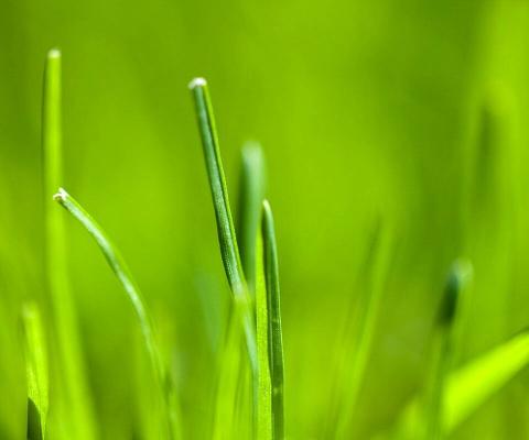 Vibrant Green Grass Blades - Related OpersCraft wallpaper