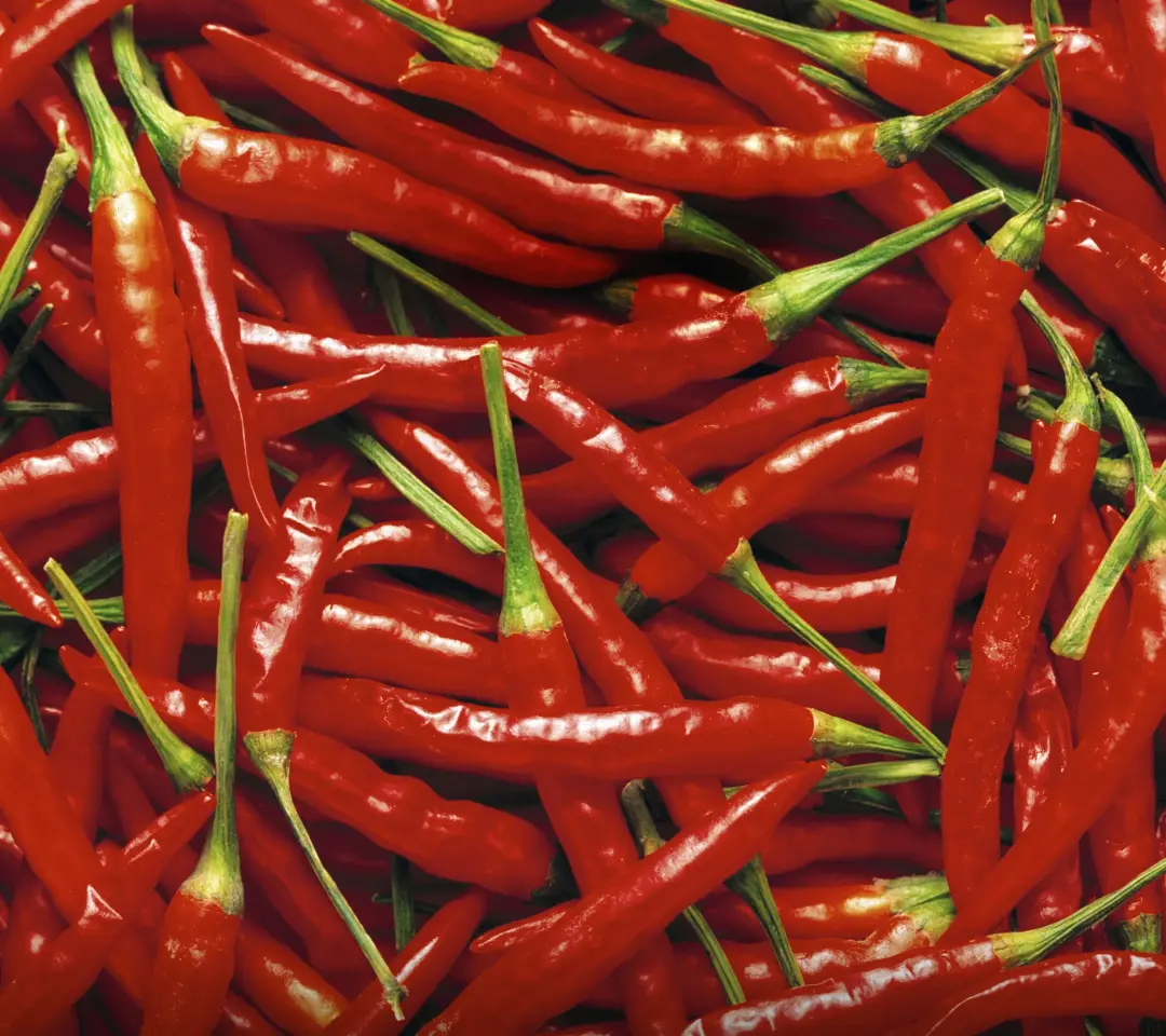 Vibrant Red Chili Peppers - motorola Wallpaper
