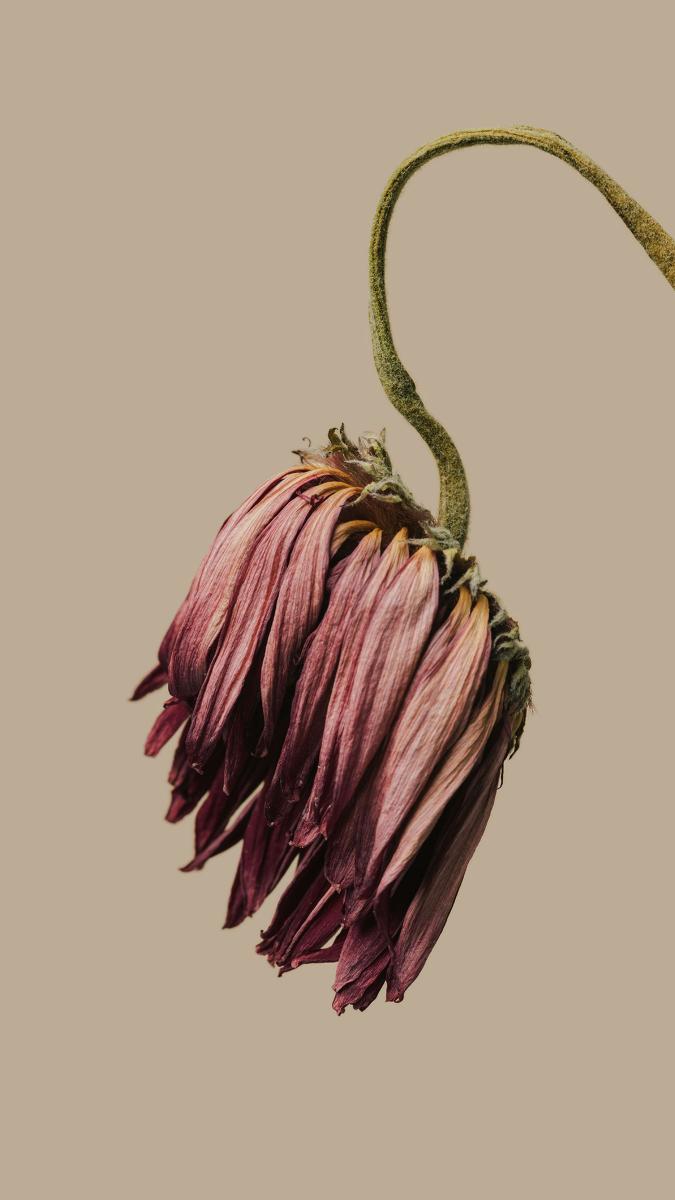 Wilted Flower Portrait - Related StockWalls wallpaper