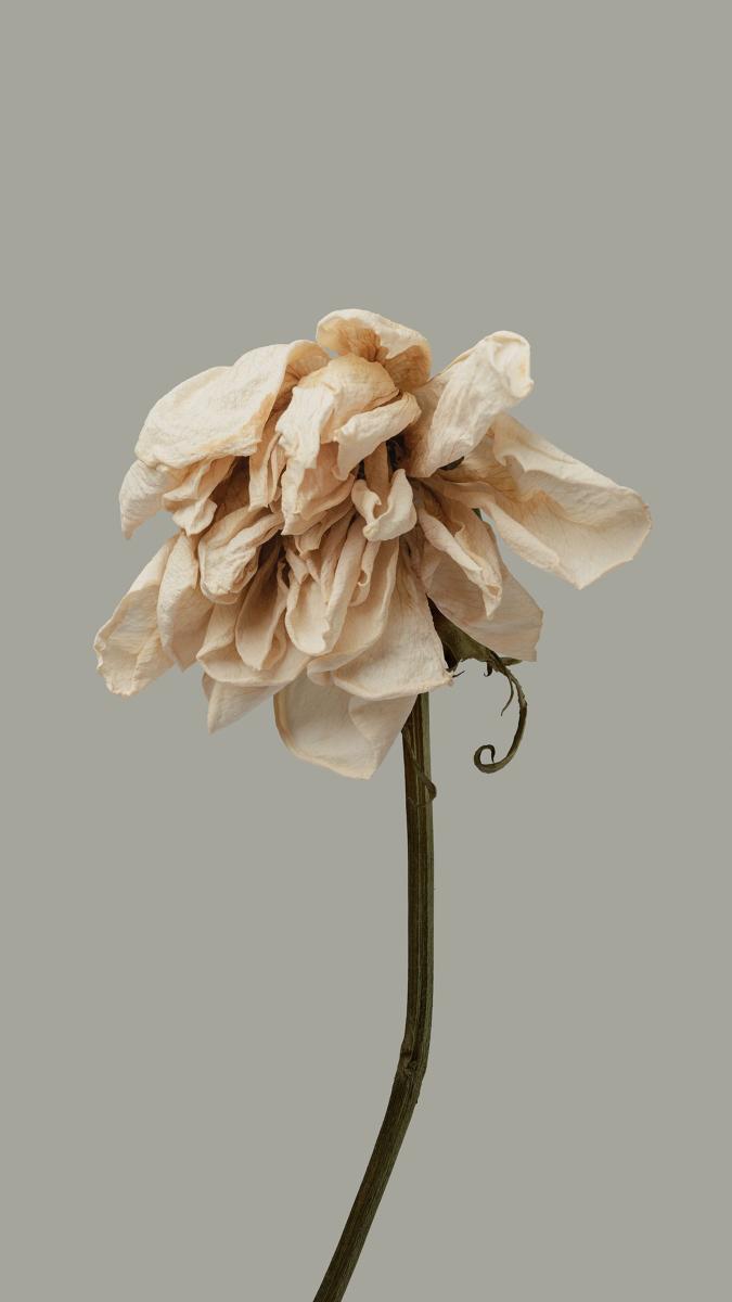 Withered Beauty - xiaomi Wallpaper