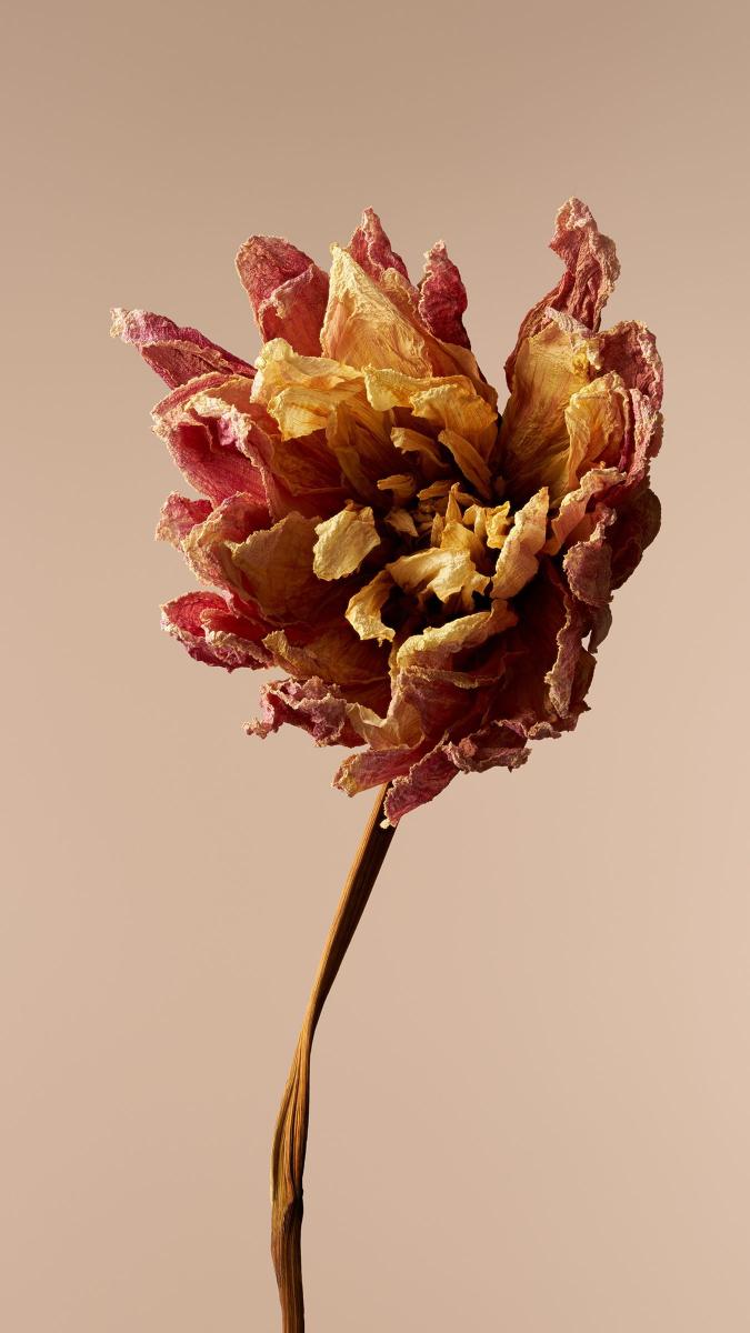 Withered Bloom Portrait - Related OpersCraft wallpaper