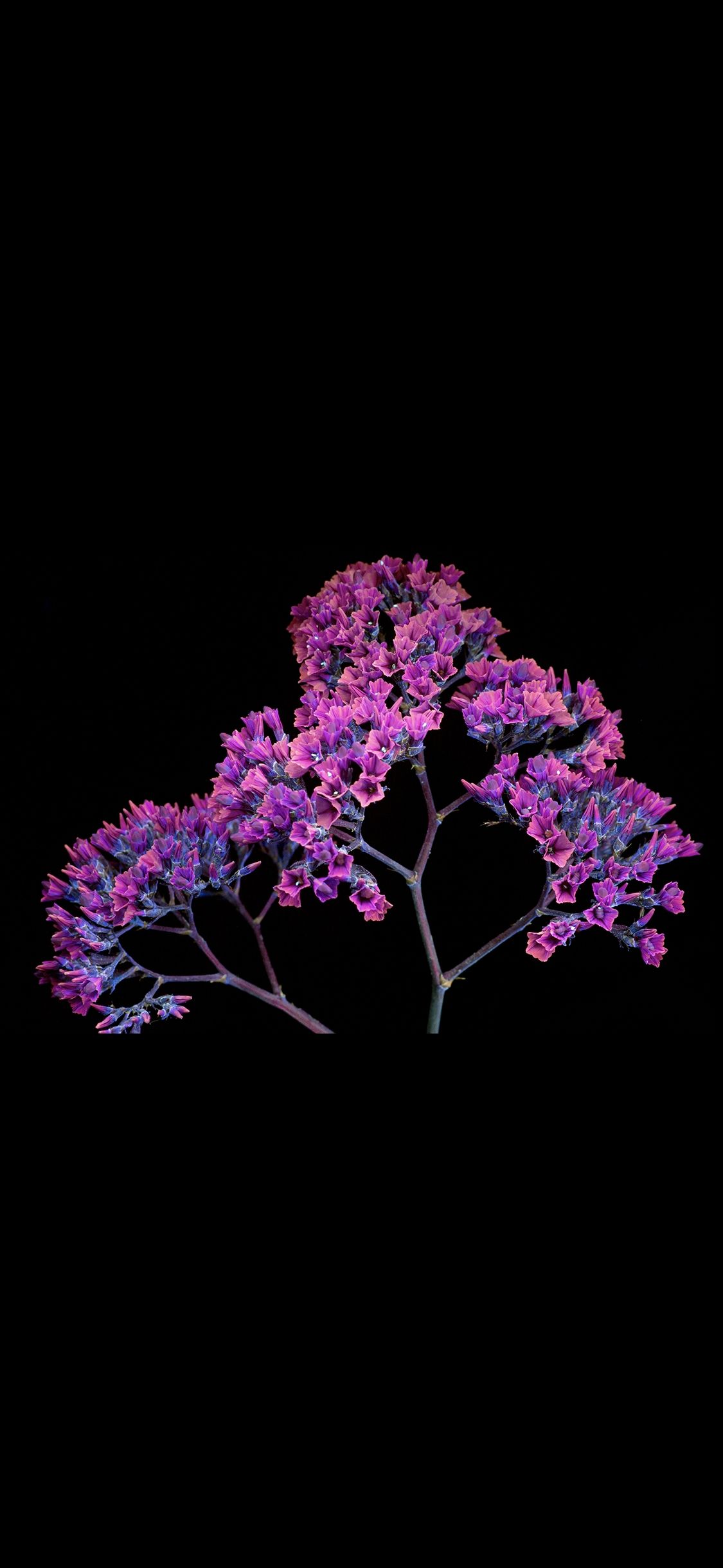 Purple Floral Branches - apple wallpaper for StockWalls