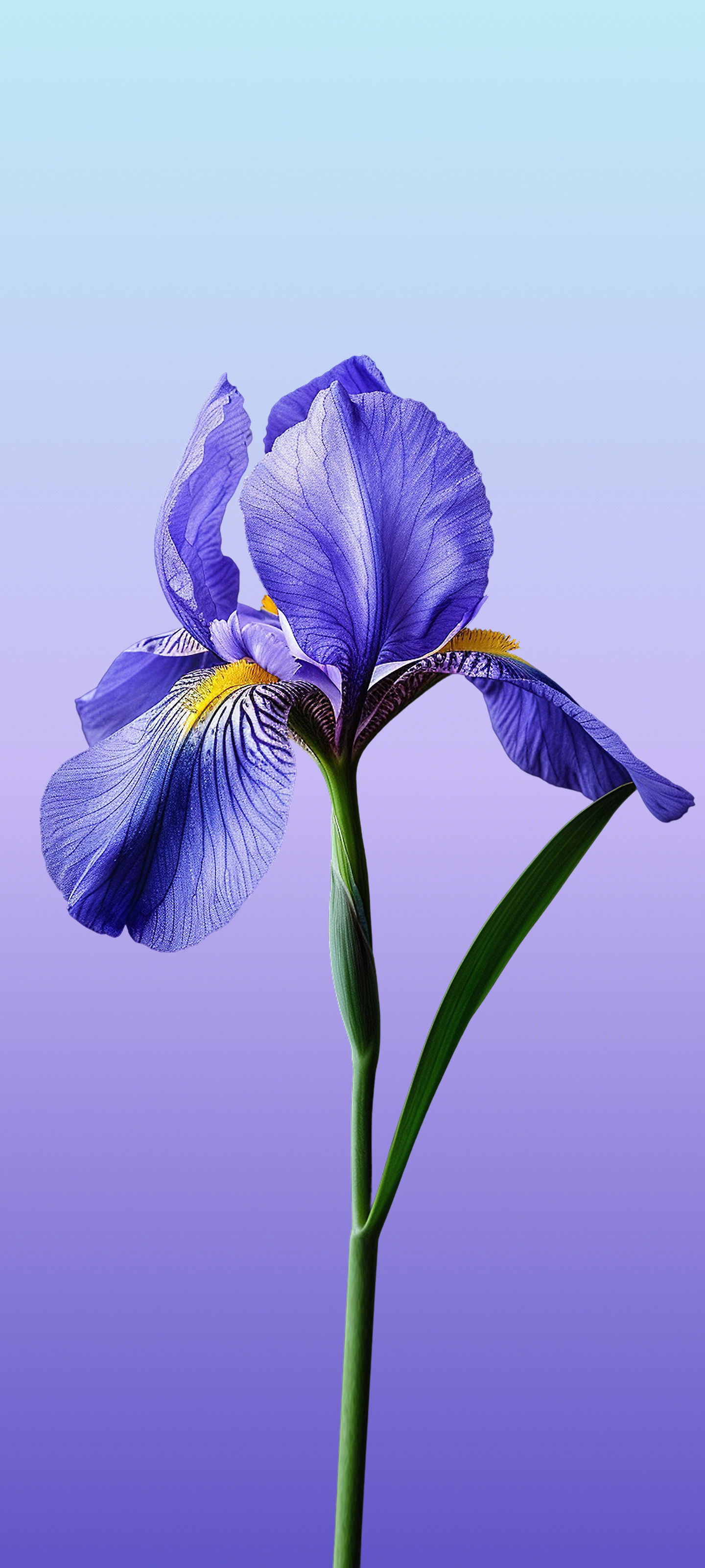 Purple Iris Bloom - meizu wallpaper for StockWalls