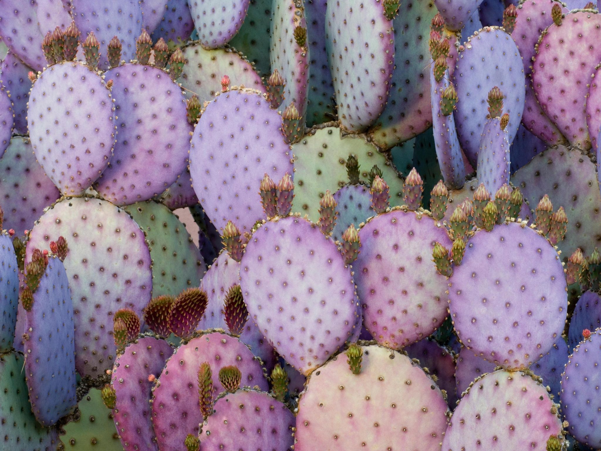 Purple Prickly Pear Cactus - apple wallpaper for StockWalls