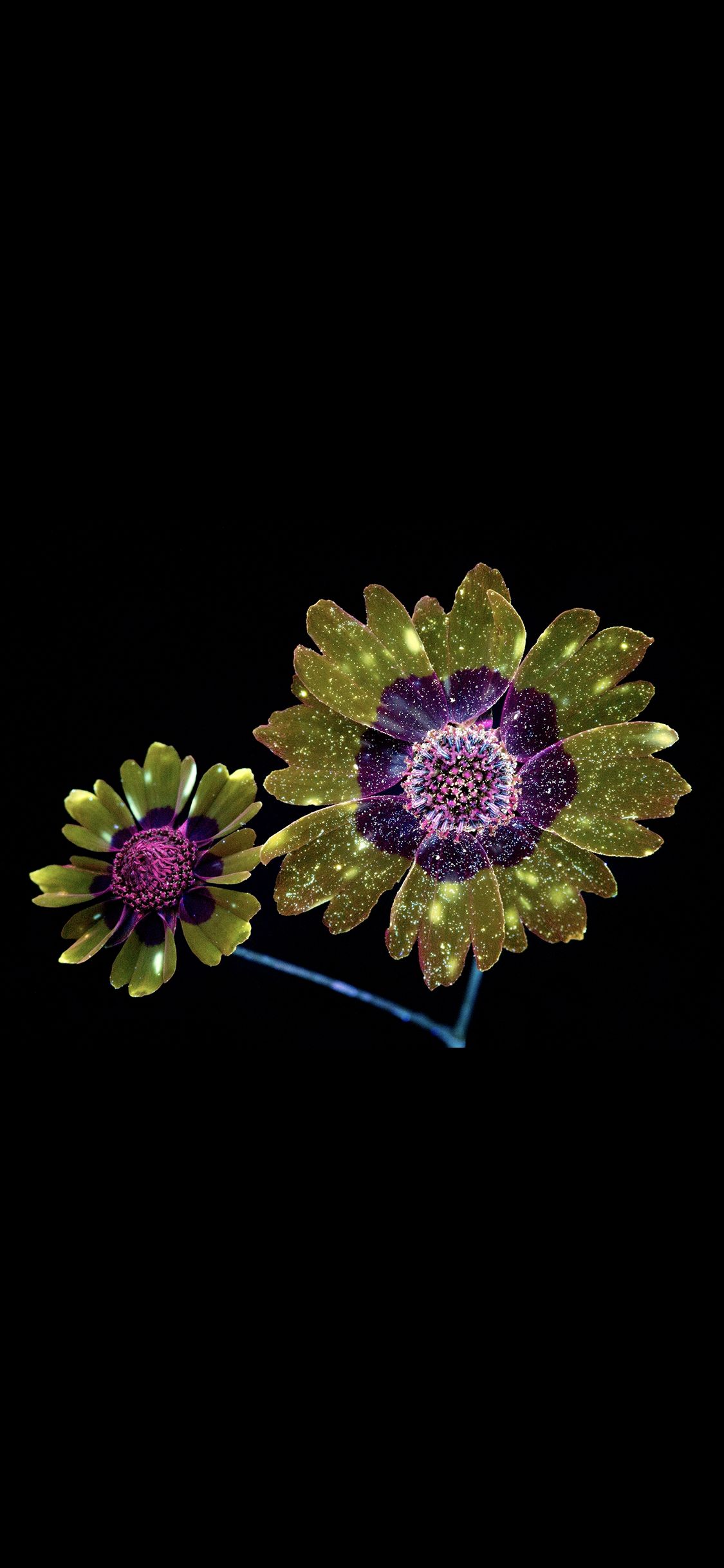 Sparkling Galaxy Flowers - apple wallpaper for StockWalls