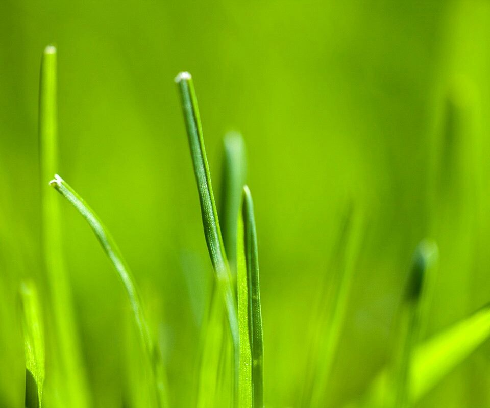 Vibrant Green Grass Blades - samsung wallpaper for StockWalls