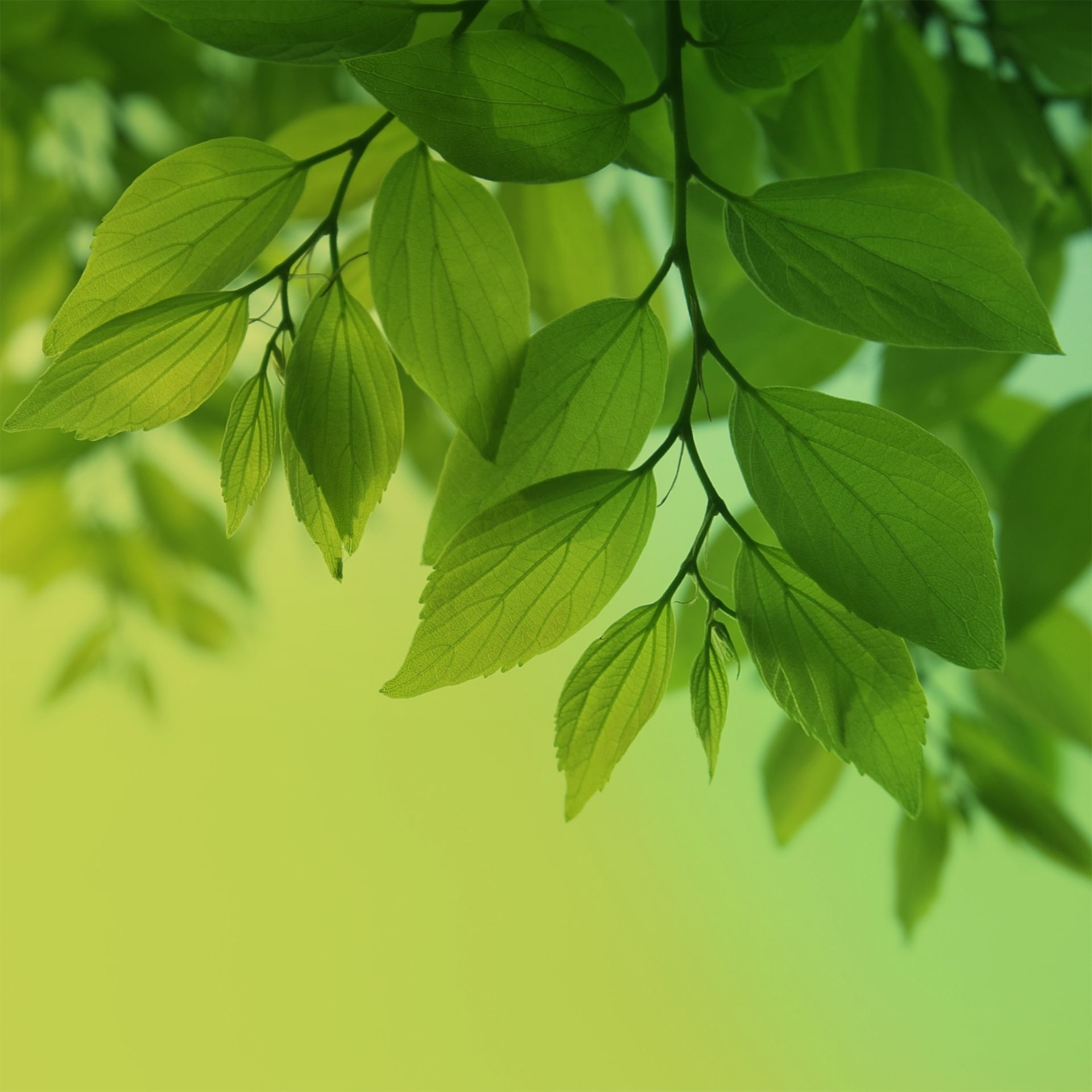 Vibrant Green Leaves - samsung wallpaper for StockWalls