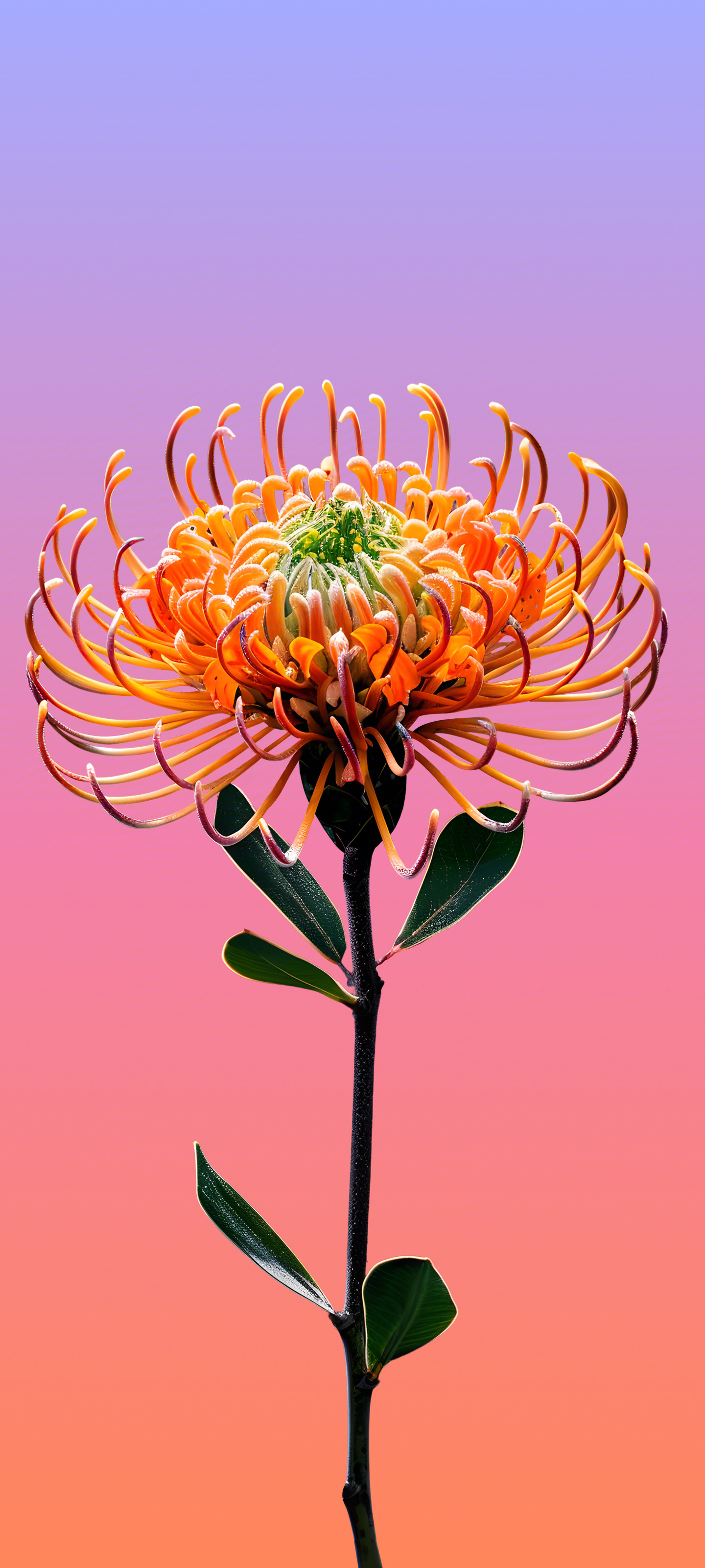 Vibrant Pincushion Flower - meizu wallpaper for StockWalls