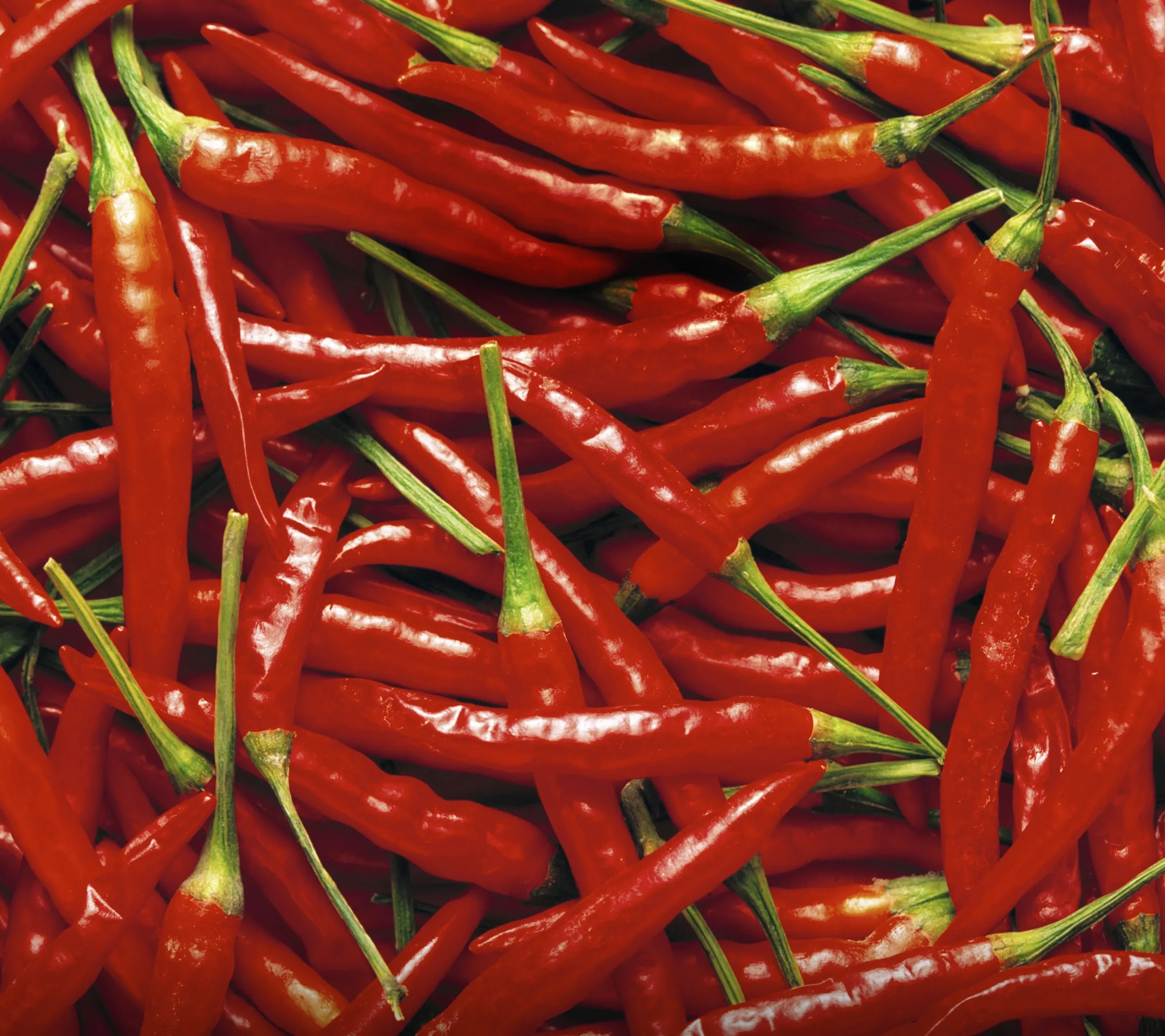 Vibrant Red Chili Peppers - motorola wallpaper for StockWalls