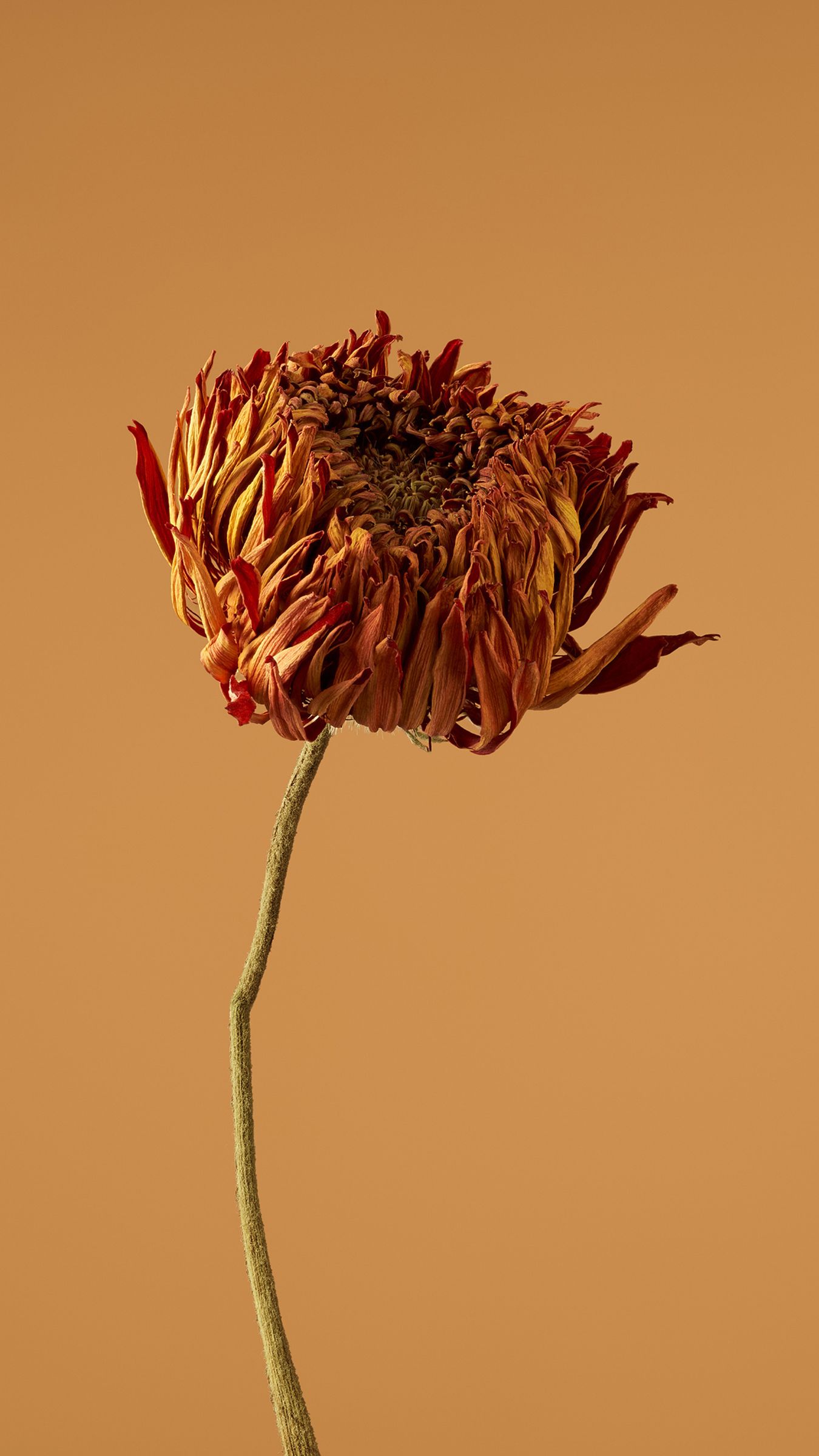 Withered Chrysanthemum Bloom - xiaomi wallpaper for StockWalls