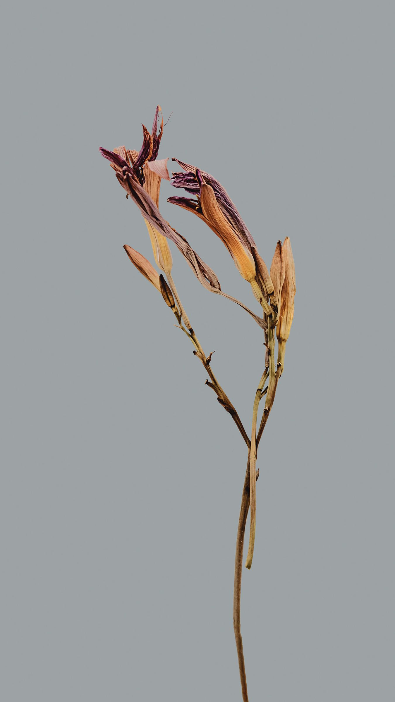 Withered Lily Stems - xiaomi wallpaper for StockWalls