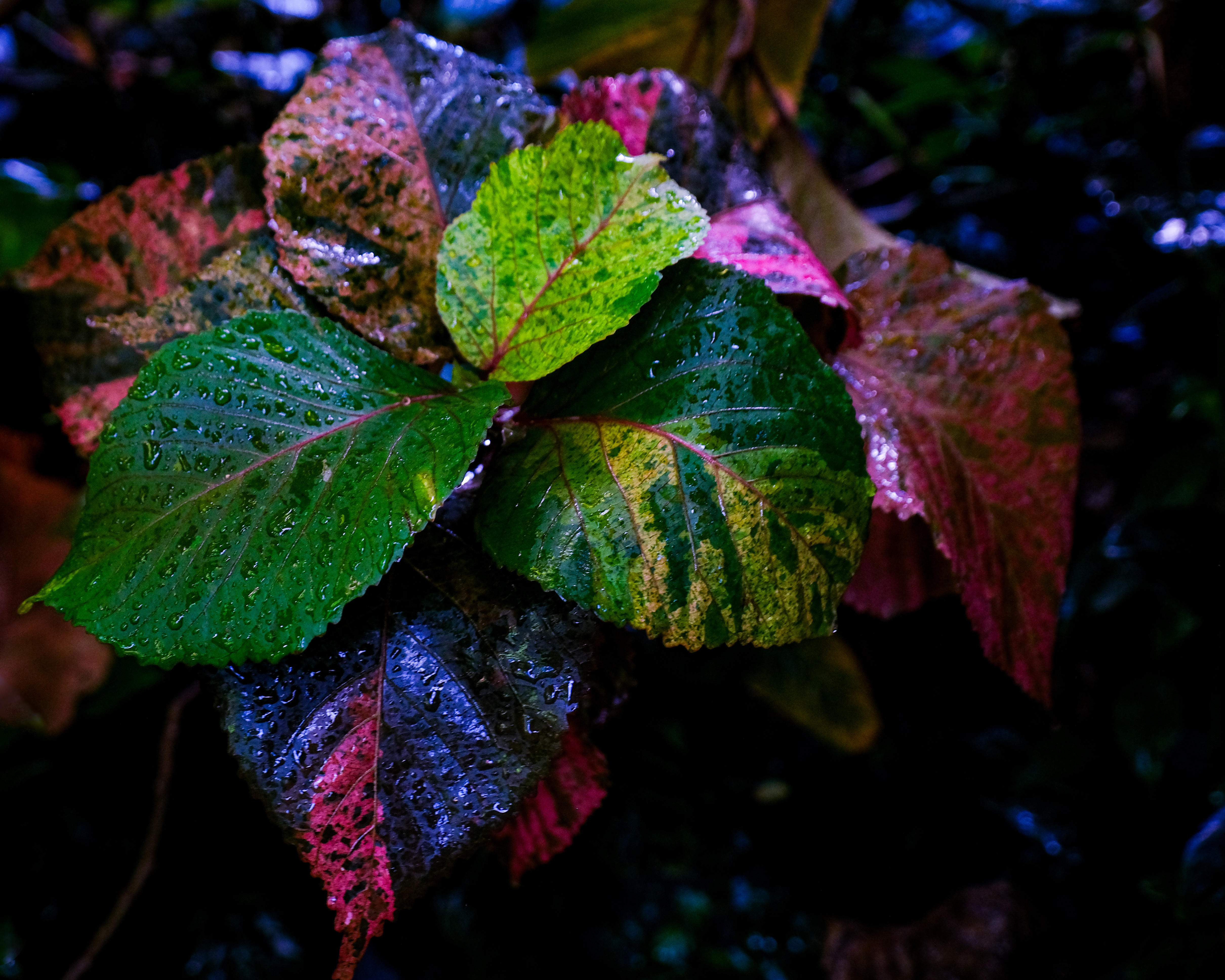 Vibrant Dewy Tropical Leaves - plant wallpaper for Tablet