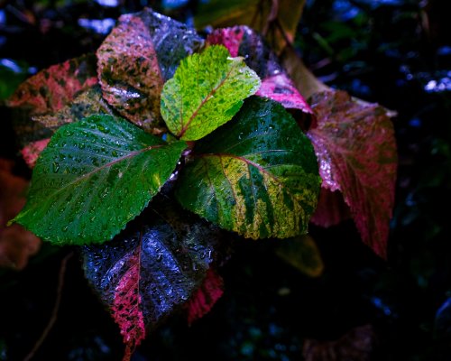 Vibrant Dewy Tropical Leaves