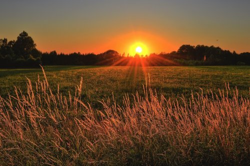 Golden Field Sunset